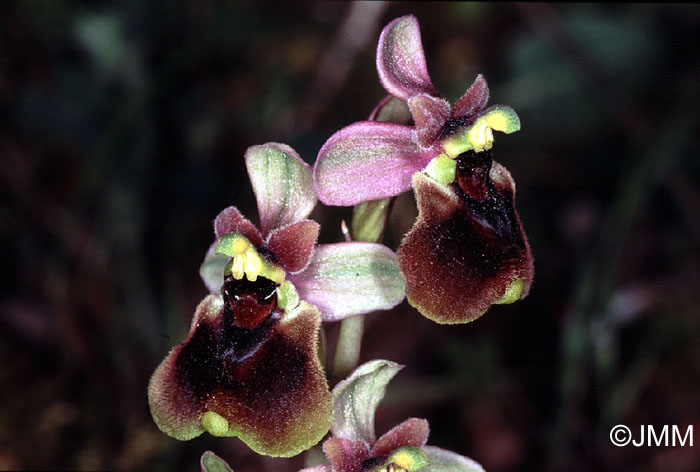 Ophrys normanii