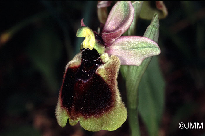 Ophrys normanii