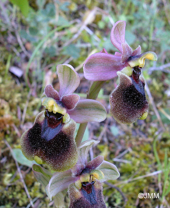 Ophrys normanii