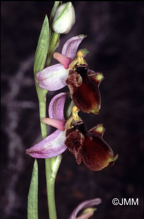 Ophrys panattensis