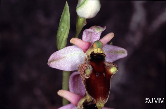 Ophrys panattensis