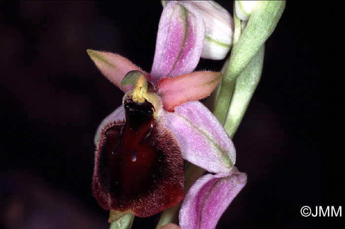 Ophrys panattensis