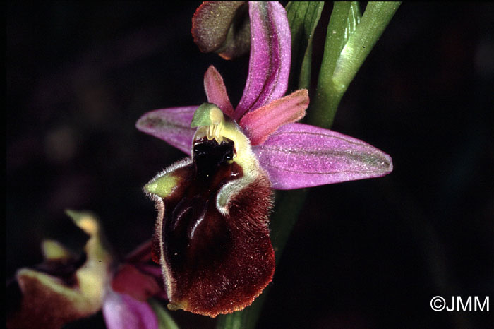 Ophrys panattensis