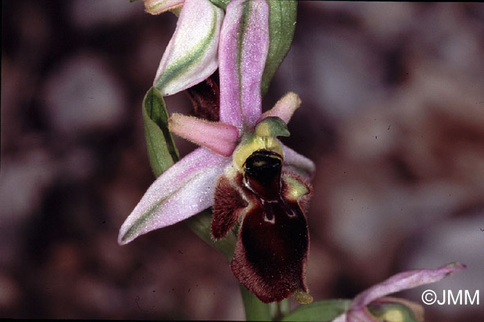 Ophrys panattensis