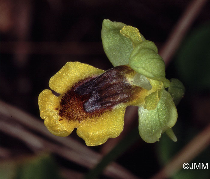 Ophrys sicula