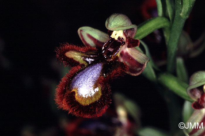 Ophrys speculum