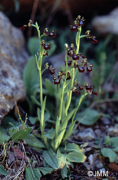 Ophrys speculum 
