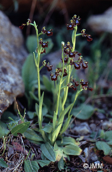 Ophrys speculum