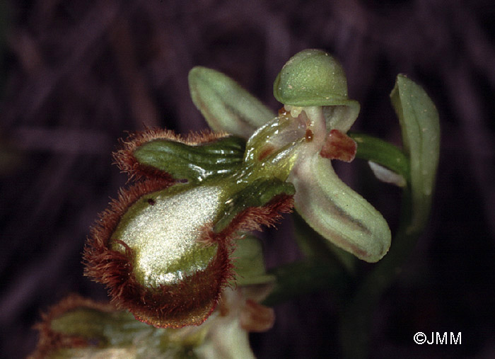 Ophrys speculum vert