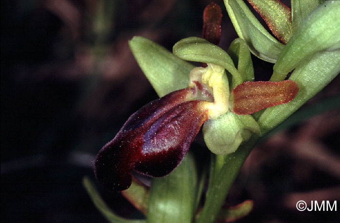 Ophrys zonata