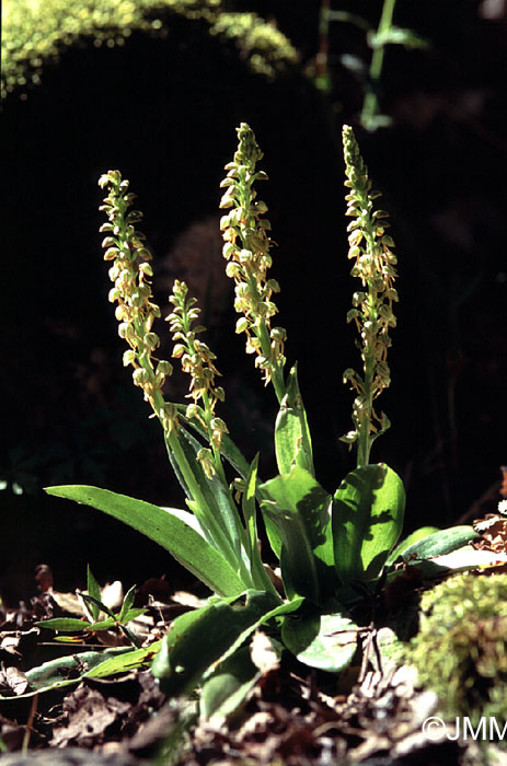 Orchis anthropophora