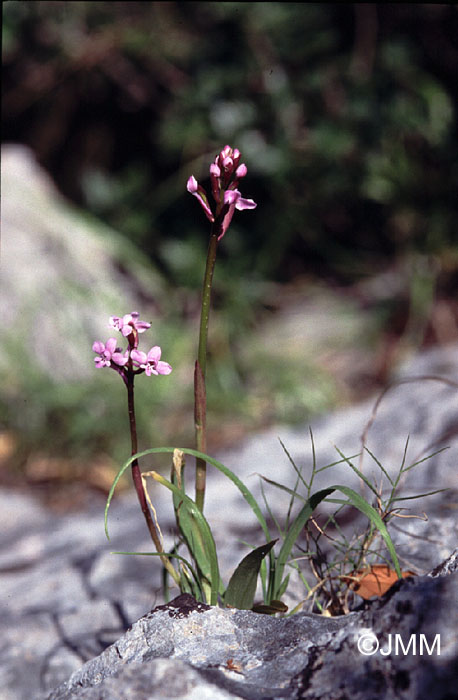 Orchis brancifortii