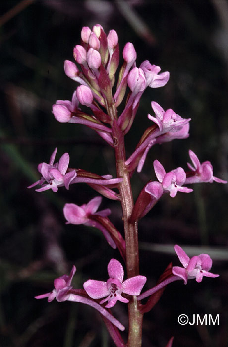 Orchis brancifortii