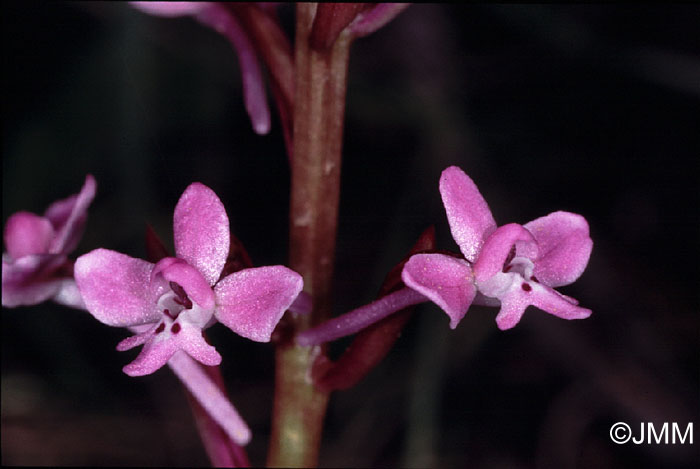 Orchis brancifortii