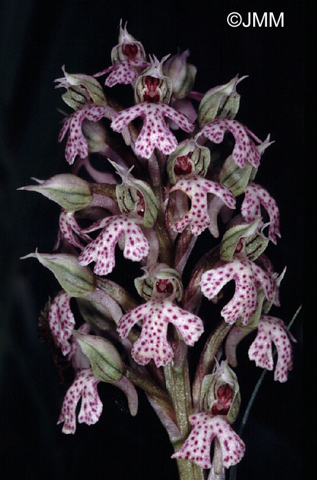 Orchis corsica