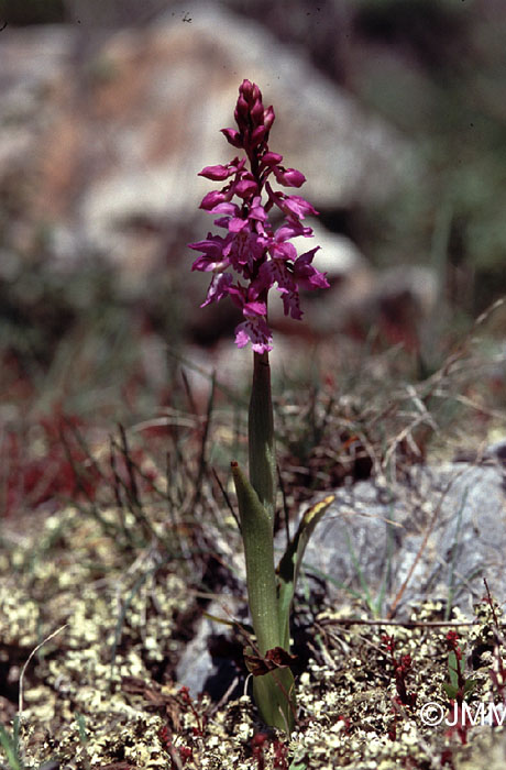 Orchis ichnusae