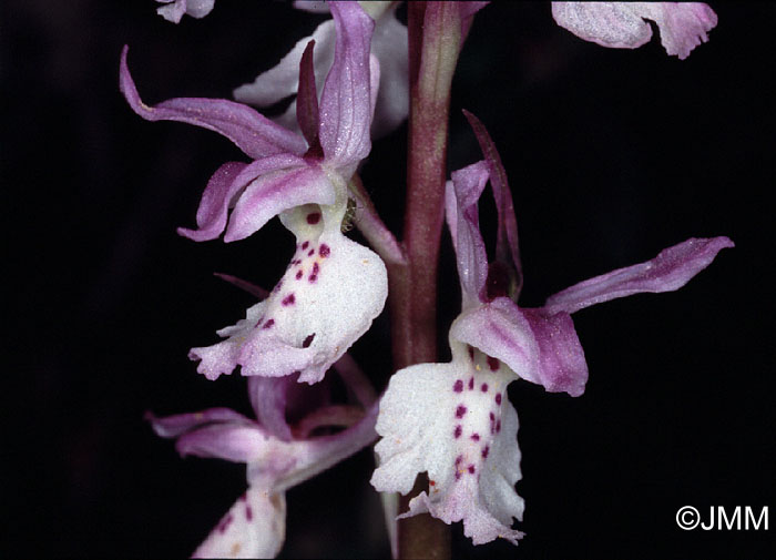 Orchis ichnusae