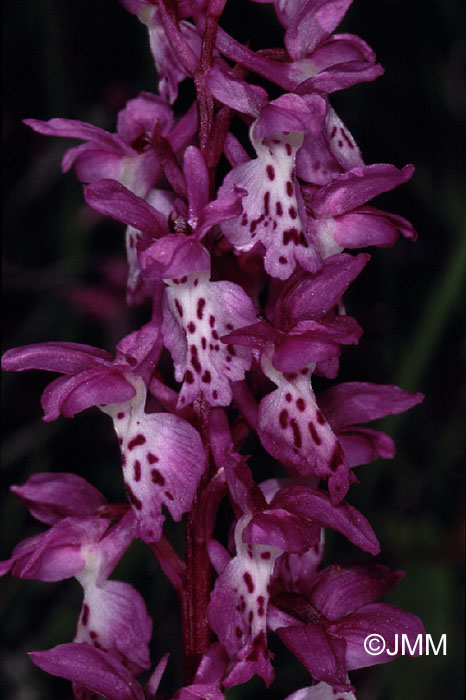 Orchis ichnusae
