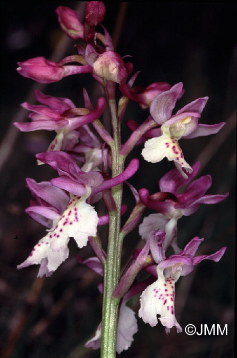 Orchis ichnusae x provincialis