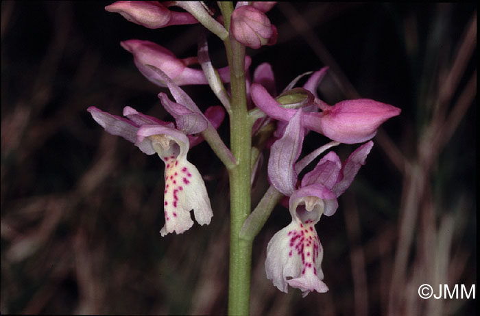 Orchis ichnusae x provincialis