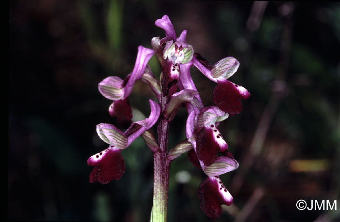 Orchis longicornu