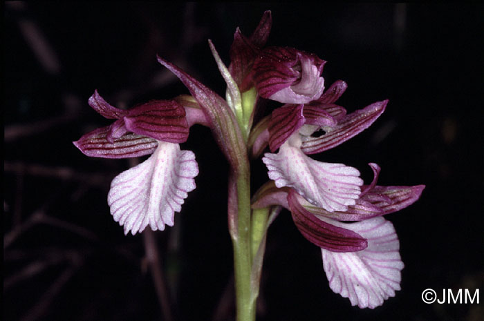 Orchis papilionacea var. papilionacea f. vexillifera