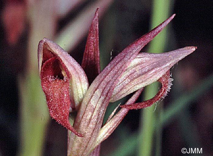 Serapias parviflora