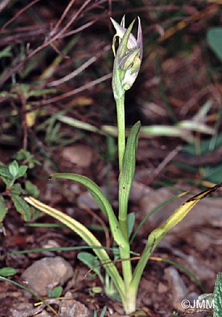 Serapias parviflora f. alba