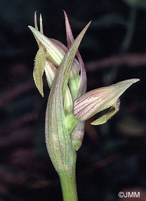 Serapias parviflora f. alba