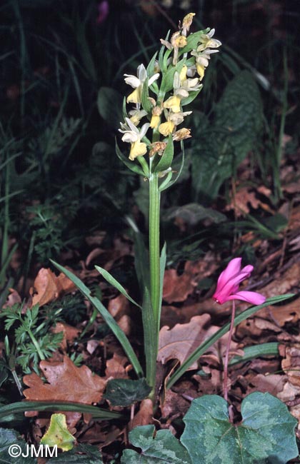 Dactylorhiza markusii