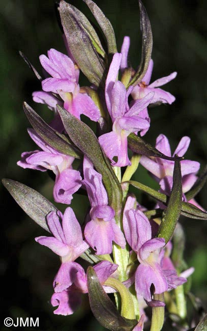 Dactylorhiza romana