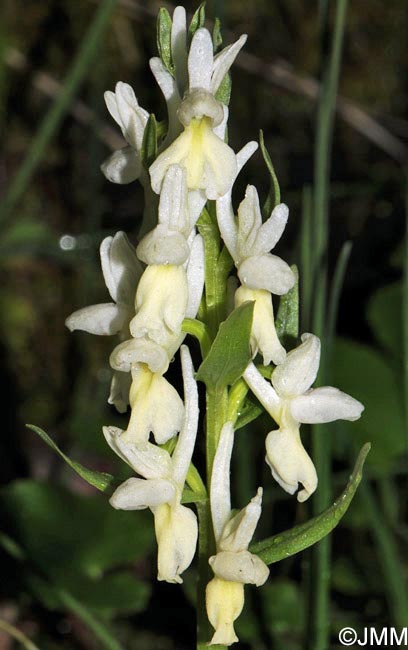 Dactylorhiza romana