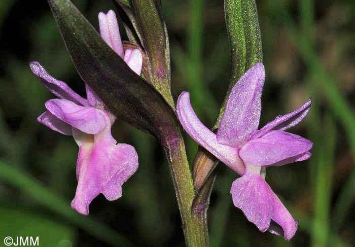 Dactylorhiza romana