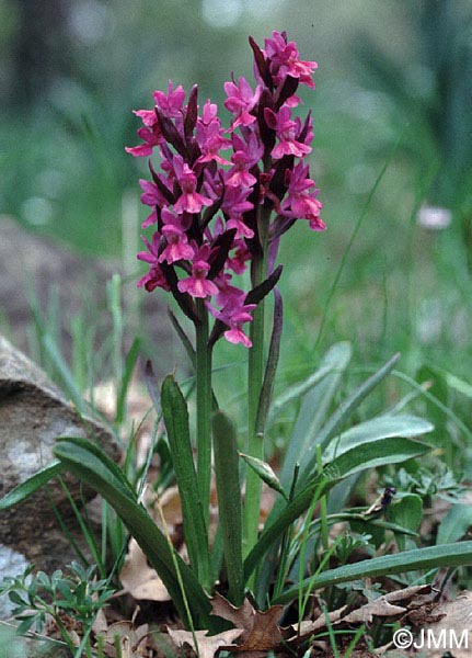 Dactylorhiza romana