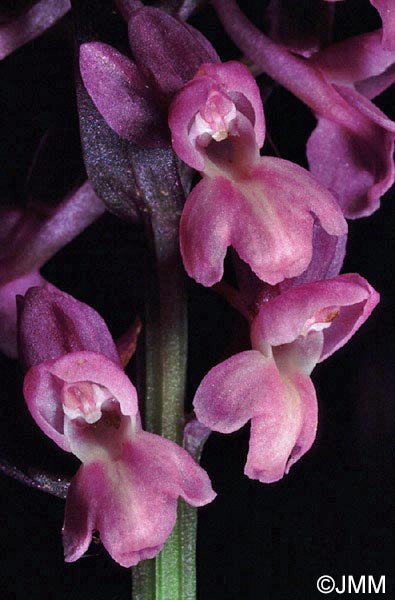 Dactylorhiza romana