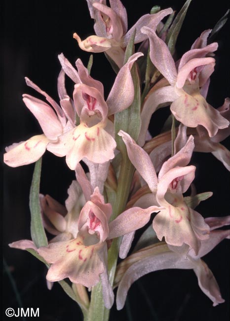 Dactylorhiza sambucina