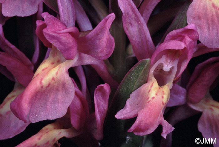 Dactylorhiza sambucina