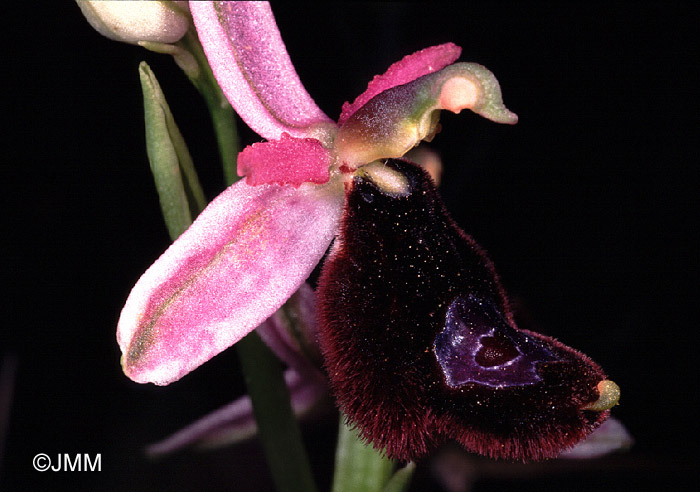 Ophrys bertolonii