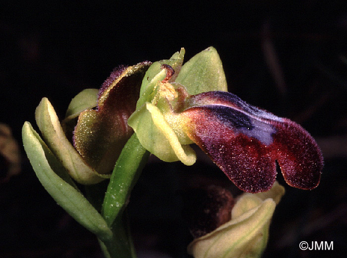 Ophrys obaesa