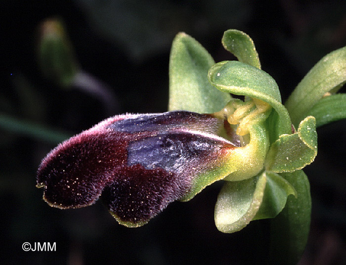 Ophrys obaesa