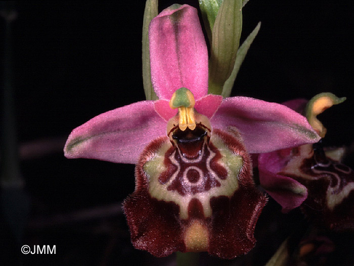 Ophrys calliantha