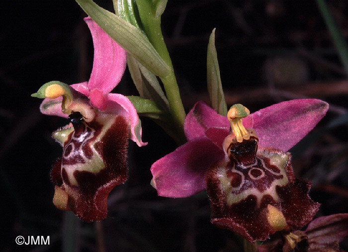 Ophrys calliantha