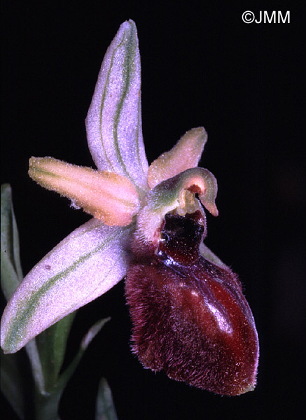 Ophrys exaltata