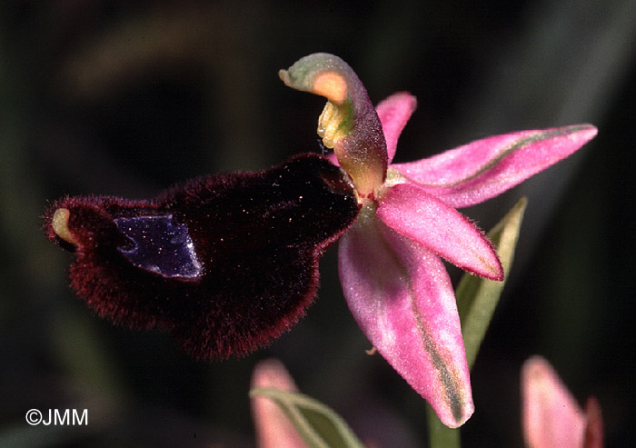 Ophrys explanata