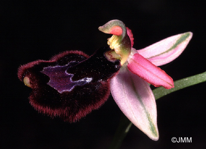 Ophrys explanata