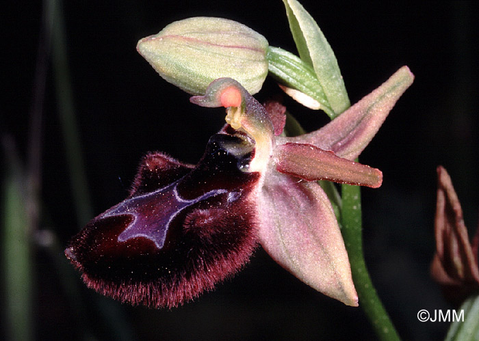 Ophrys explanata x incubacea