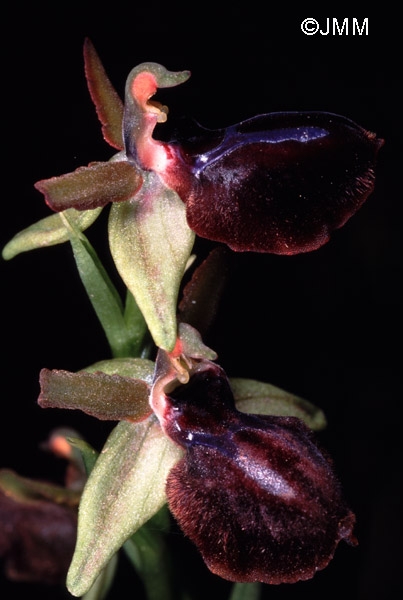 Ophrys garganica