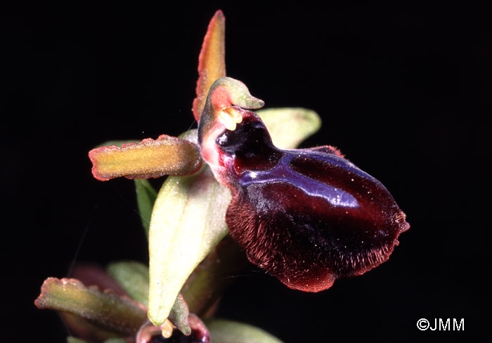 Ophrys garganica