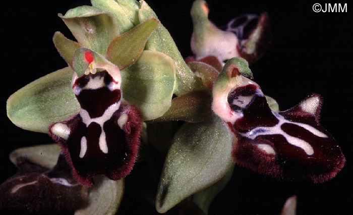 Ophrys incubacea