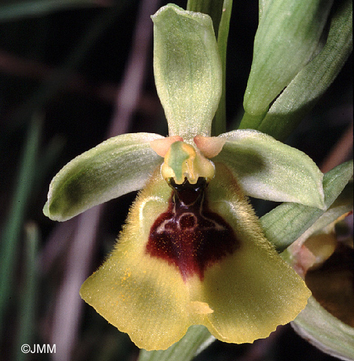 Ophrys lacaitae